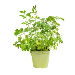 Best BOTANIC® Persil Commun Dit Plat Bio. Le pot de 2,5 litres