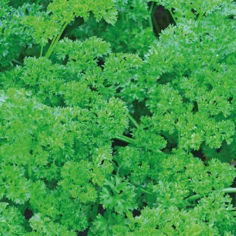 Outlet BOTANIC® Persil Frise Bio. Le pot de 2,5 litres