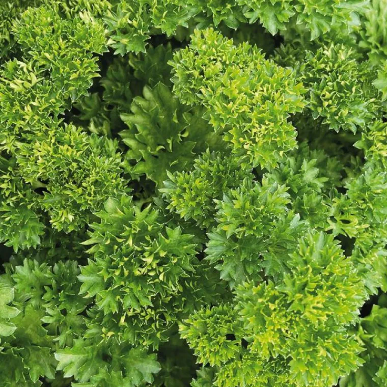 Outlet BOTANIC® Persil Frise Bio. Le pot de 2,5 litres