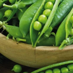 BOTANIC® Petit Pois Maestro Bio. La barquette de 3 plants