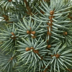 Clearance Petit sapin naturel épicéa Picea Pungens Super Blue