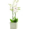 Discount BOTANIC® Phalaenopsis et cache-pot