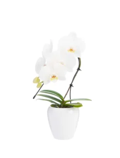 Outlet Phalaenopsis swan avec un cache-pot en céramique coloris blanc - Ø 7 cm H 30 cm