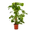 Clearance Philodendron