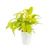 Outlet BOTANIC® Philodendron Malay Gold pot Ø18xH50 cm