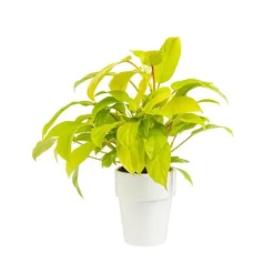 Outlet BOTANIC® Philodendron Malay Gold pot Ø18xH50 cm