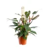 Sale Philodendron Red Congo pot Ø19xH55 cm