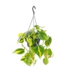 Clearance Philodendron Scandens Brasil suspension Ø18xH40 cm