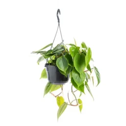 Hot Philodendron Scandens suspension Ø20xH50 cm
