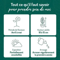 Discount BOTANIC® Phlox En Coussin rouge - Le pot de 9 x 9 cm