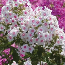 Outlet BOTANIC® Phlox Paniculata Rose Vif - Le pot de 9 x 9 cm