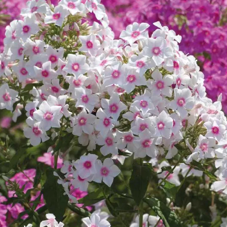 Outlet BOTANIC® Phlox Paniculata Rose Vif - Le pot de 9 x 9 cm