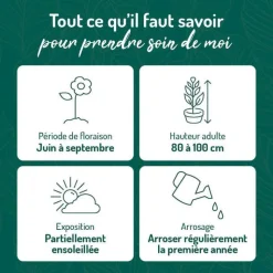 Outlet BOTANIC® Phlox Paniculata Rose Vif - Le pot de 9 x 9 cm