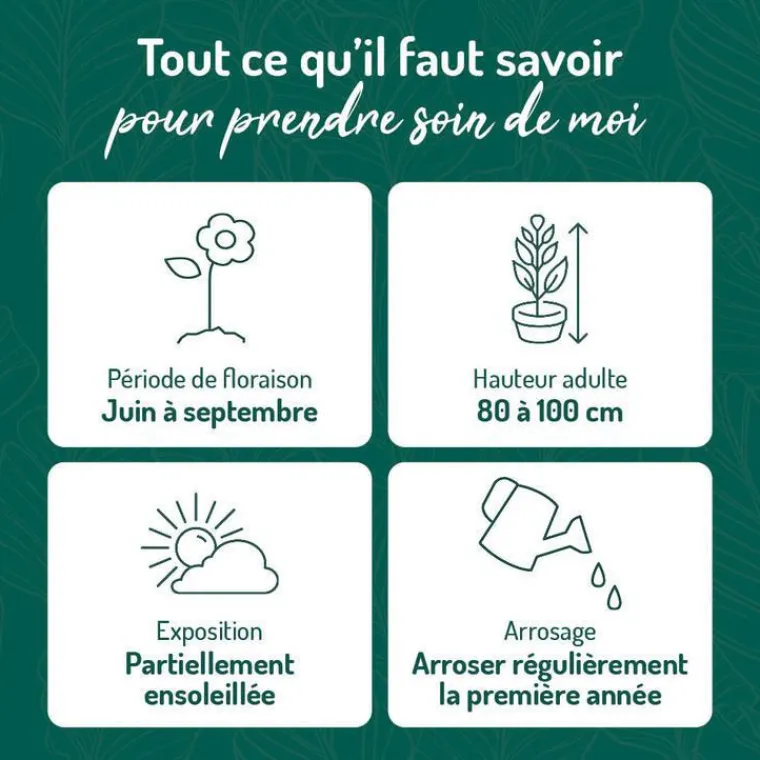 Outlet BOTANIC® Phlox Paniculata Rose Vif - Le pot de 9 x 9 cm