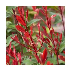 Best BOTANIC® Photinia carré rouge en pot de 3 litres