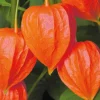 Sale BOTANIC® Physalis Amour En Cage - Le pot de 9 x 9 cm