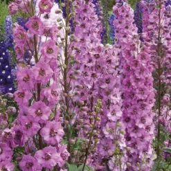 Clearance BOTANIC® Pied D'Alouette Rose - Le pot de 9 x 9 cm