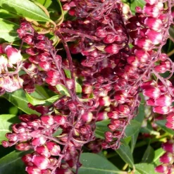 Best Pieris – Pot de 2L