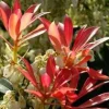 New Pieris Japonica – Pot de 7L