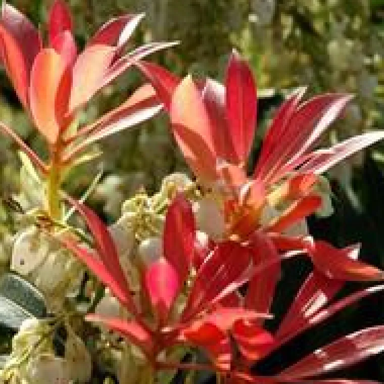 New Pieris Japonica – Pot de 7L