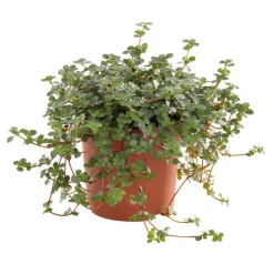 Online Pilea glauca greyzy