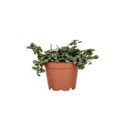 Best Pilea Glauca Greyzy en pot Ø 6 cm