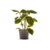 Outlet BOTANIC® Pilea Moon Valley vert. Le pot Ø 10,5 cm