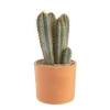 Clearance BOTANIC® Pilosocereus azureus en pot terre cuite H 10 x Ø 20 cm