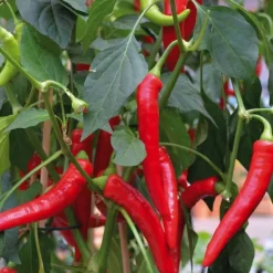 Clearance BOTANIC® Piment De Cayenne Bio. La barquette de 3 plants