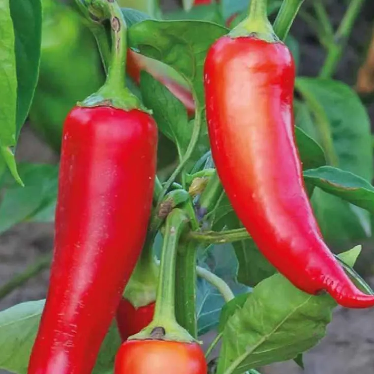 Clearance BOTANIC® Piment De Cayenne Bio. La barquette de 3 plants