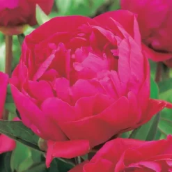 Hot BOTANIC® Pivoine Karl Rosenfield - Le pot de 2 litres