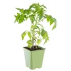 Online BOTANIC® Plant Greffé De Tomate Coeur Cuor Die Bue Bio. Le pot de 9x9 cm