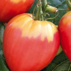 Online BOTANIC® Plant Greffé De Tomate Coeur Cuor Die Bue Bio. Le pot de 9x9 cm