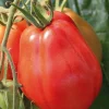Sale BOTANIC® Plant Greffe Tomate Côtelee Corazon Bio. Le pot de 1 litre
