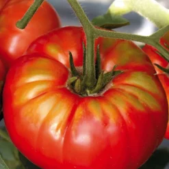 Best BOTANIC® Plant Greffe Tomate Côtelee Buffalo Steak Bio. Le pot de 1 litre