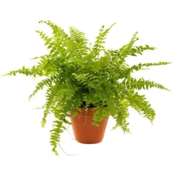 New Plante à coupe variété au choix en pot en terre Ø 9 cm