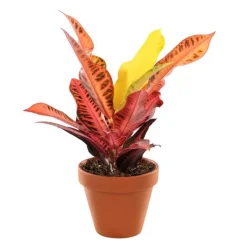 New Plante à coupe variété au choix en pot en terre Ø 9 cm