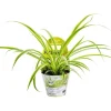 New Plante Amie Des Animaux Chlorophytum Bio. Le pot de diamètre 11 cm