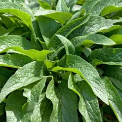 Online Plante Amie Du Jardinier Consoude Bio. Le pot de 10,5 cm