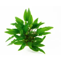Sale Plante aquatique en pot Cryptocoryne beckettii Petchii