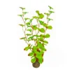 Clearance BLUE CORAL Plante artificielle aquarium, haute résistance, SUPERFISH, modèle Easy Plants High 13