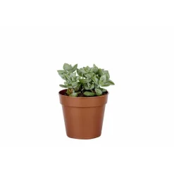 Sale BOTANIC® Plante grasse – Pot 5.5 cm
