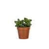BOTANIC® Plante grasse variée au choix sans cache-pot Ø 12cm