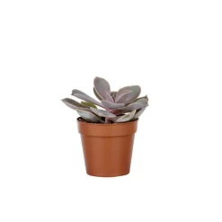 BOTANIC® Plante grasse variée au choix sans cache-pot Ø 12cm