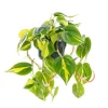 Clearance Plante philodendron Brasil TM - Ø 17 cm