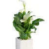 Hot Plante verte calla coloris blanc - Ø 14 cm