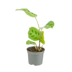 Best Plante verte. Le pot de ø 8,5 cm