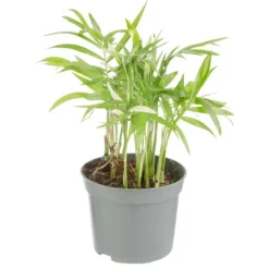 Best Plante verte. Le pot de ø 8,5 cm