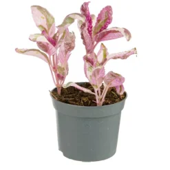 Best Plante verte. Le pot de ø 8,5 cm