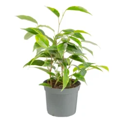 Best Plante verte. Le pot de ø 8,5 cm